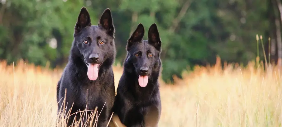Probiotics for dogs