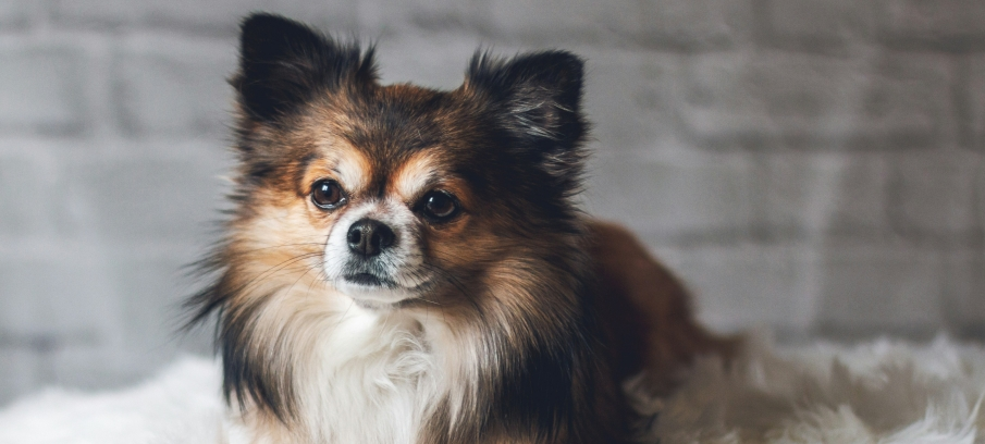 fluffy dog with long fur