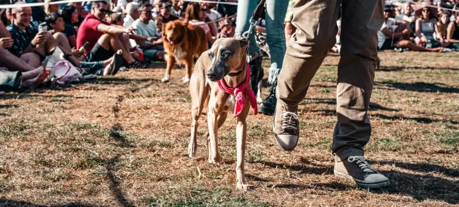 show dogs at competition